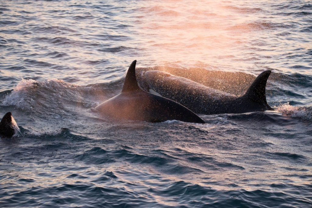 Orcas spotted hunting gray whale, dolphins off California coast — seventh sighting since December