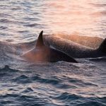 Orcas spotted hunting gray whale, dolphins off California coast — seventh sighting since December