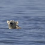 Polar bears hold secret to surviving frigid winters — and we can benefit, study says