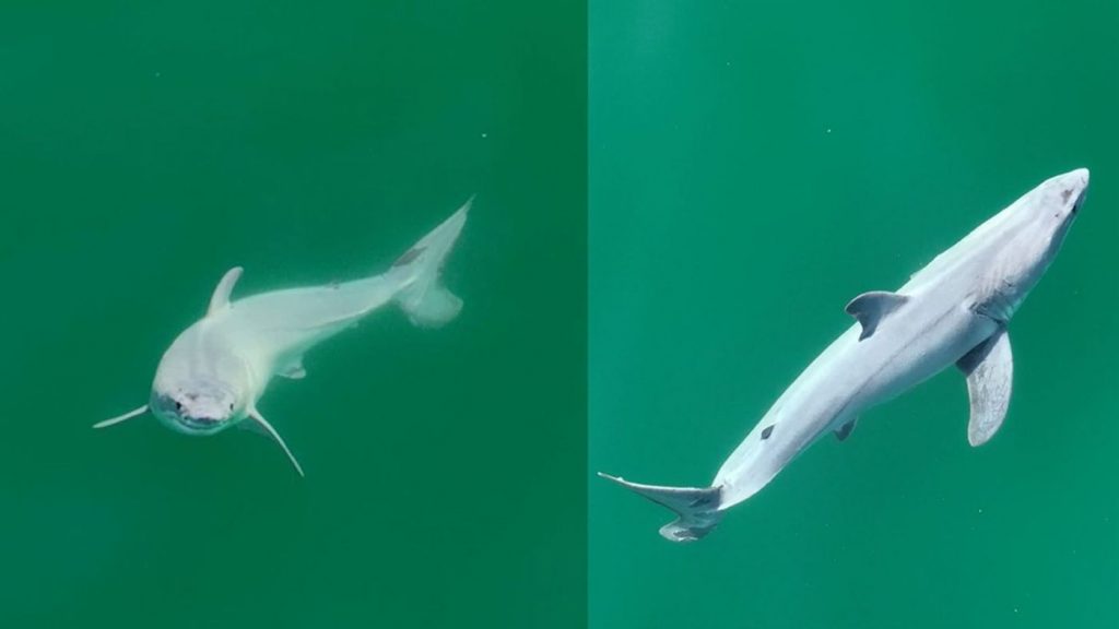 Researchers off California coast report first sighting of newborn great white shark