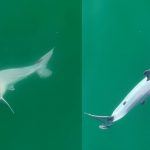 Researchers off California coast report first sighting of newborn great white shark