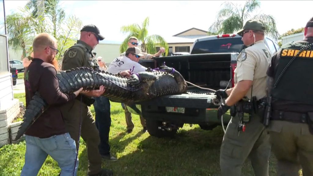 Family of 85-year-old woman killed by alligator in her backyard files wrongful death lawsuit