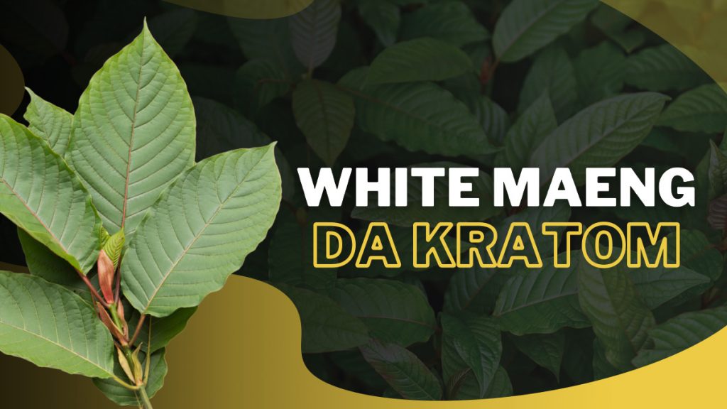 Best White Maeng Da Kratom Products, Strains, Benefits & Dosage [2024]