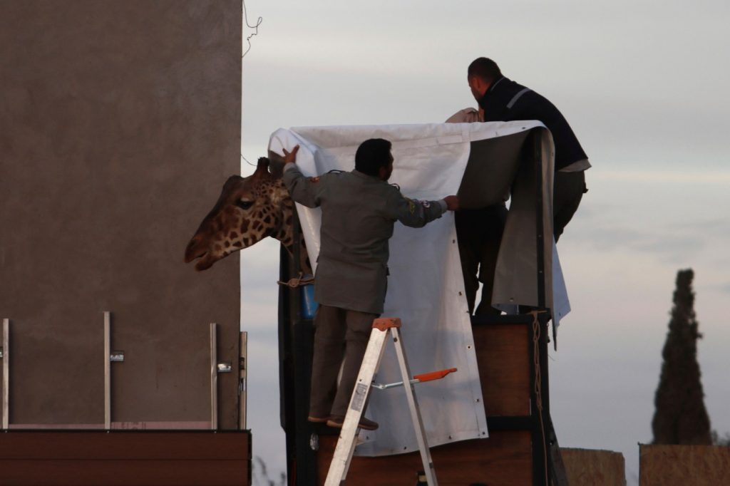 Benito the lonely giraffe is being relocated in Mexico