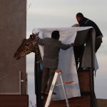 Benito the lonely giraffe is being relocated in Mexico