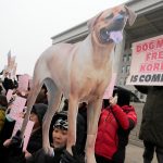 South Korea’s parliament bans production, sales of dog meat