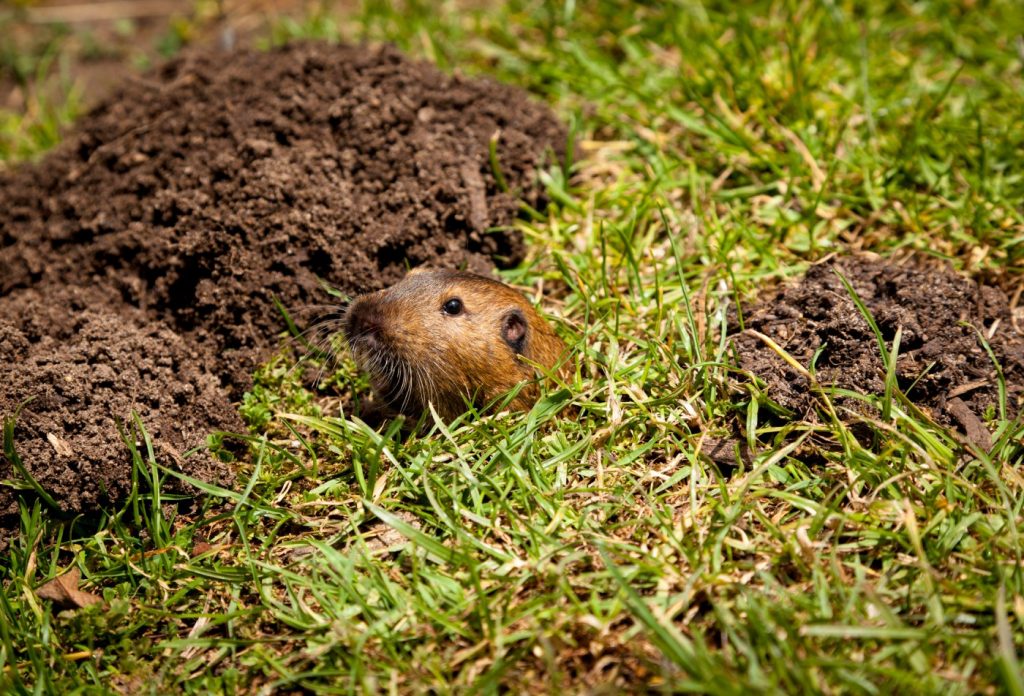 What animal is making small holes in an Atherton garden?