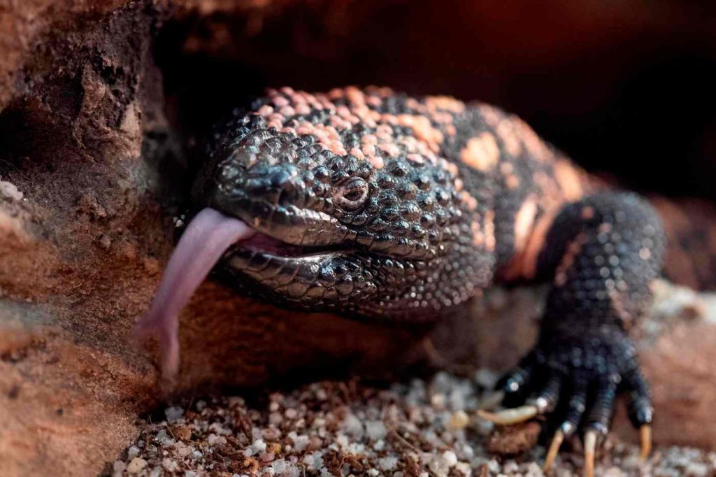 Pet Gila monster bites Colorado man, who dies in what experts call a “rare event”