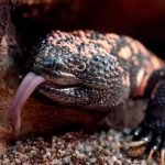 Pet Gila monster bites Colorado man, who dies in what experts call a “rare event”