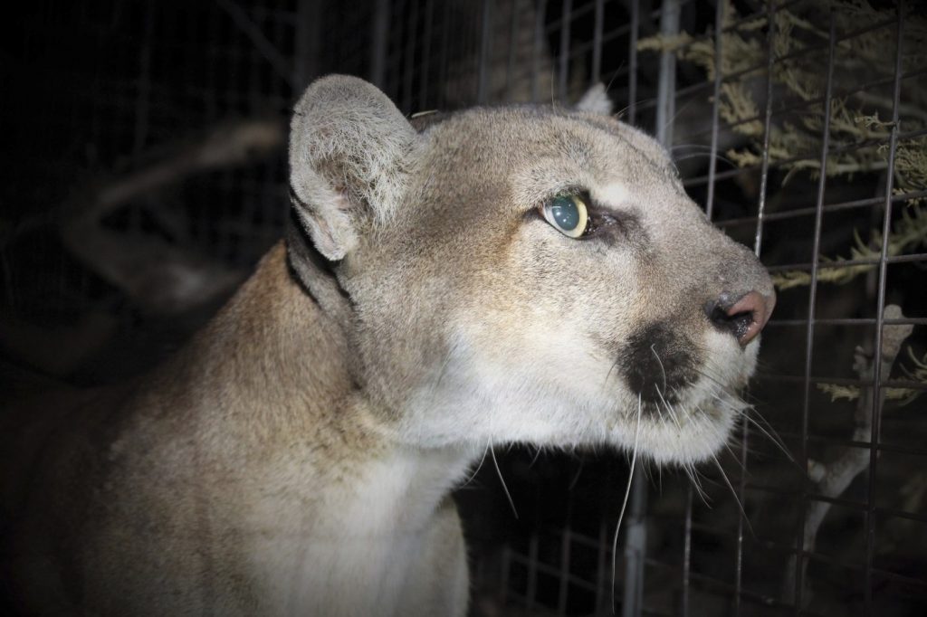 Mountain lion ‘latched onto’ cyclist’s face and neck