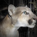 Mountain lion ‘latched onto’ cyclist’s face and neck