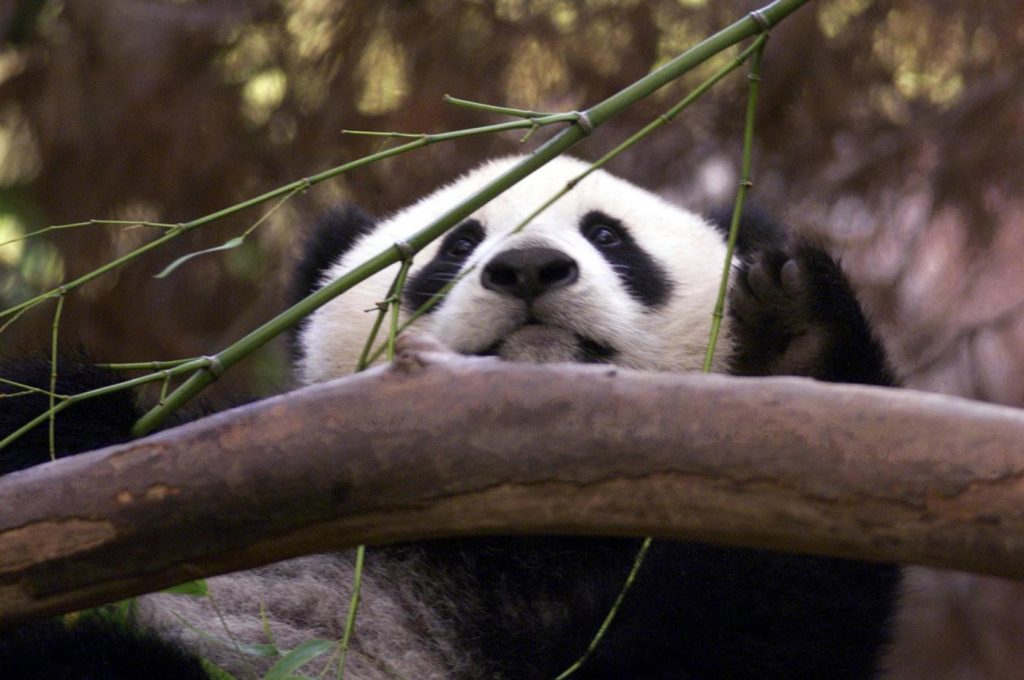 How soon could China send more giant pandas 🐼 to the San Diego Zoo?