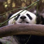 How soon could China send more giant pandas 🐼 to the San Diego Zoo?