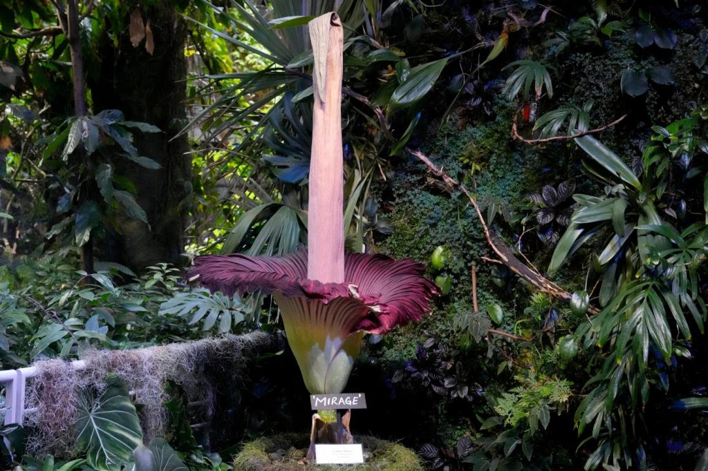 Visitors line up to see and smell a corpse flower’s stinking bloom in Golden Gate Park