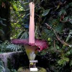 Visitors line up to see and smell a corpse flower’s stinking bloom in Golden Gate Park