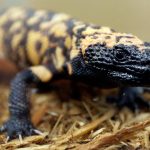 A Colorado man died after a Gila monster bite. Opinions and laws on keeping the lizard as a pet vary