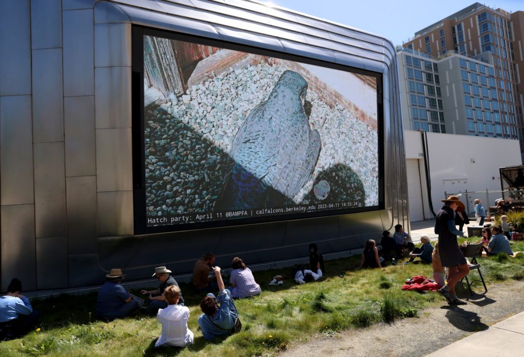 How much longer will Annie, Berkeley’s favorite peregrine falcon, continue to lay eggs?