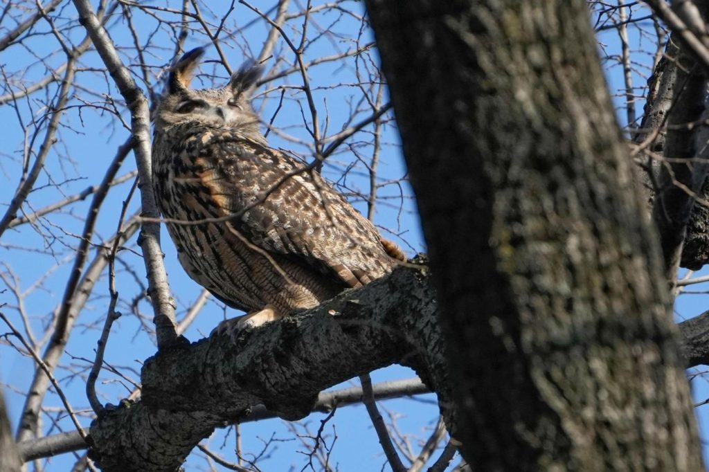 Death of beloved New York City owl, Flaco, in apparent building collision devastates legions of fans