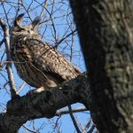 Death of beloved New York City owl, Flaco, in apparent building collision devastates legions of fans