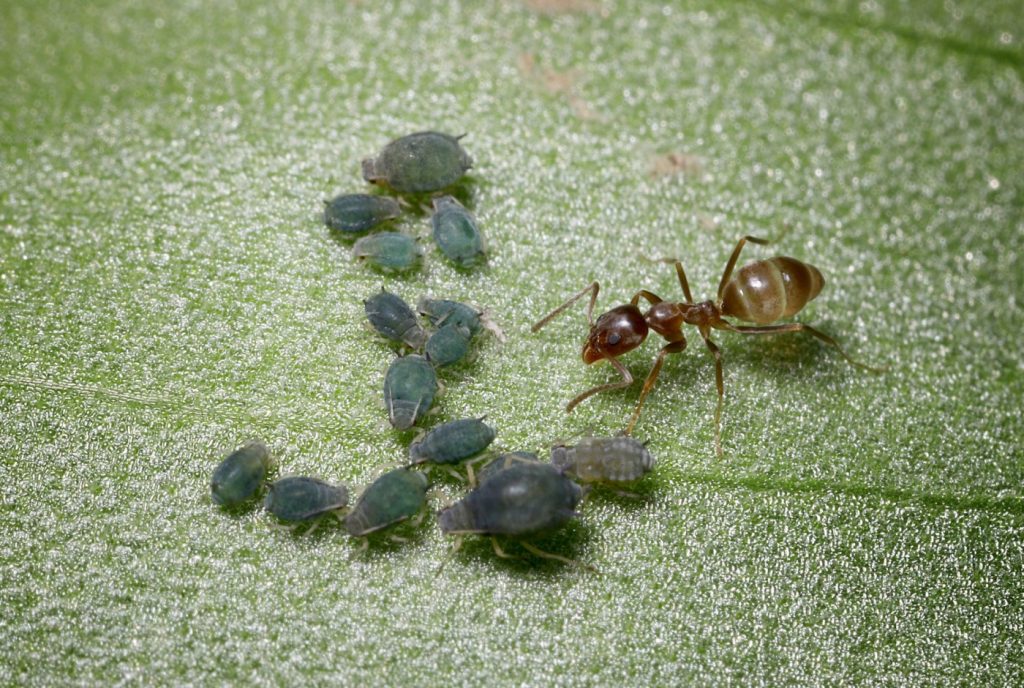 What to do when Argentine ants invade your home and garden