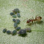 What to do when Argentine ants invade your home and garden