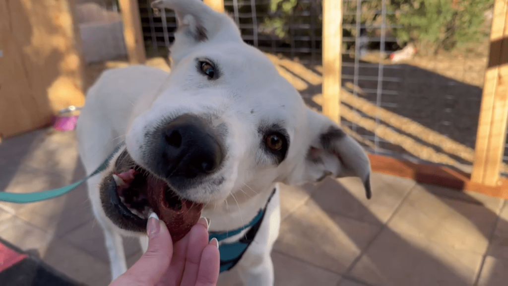 Ghost, lost in the desert for 9 months, is finally rescued