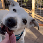 Ghost, lost in the desert for 9 months, is finally rescued