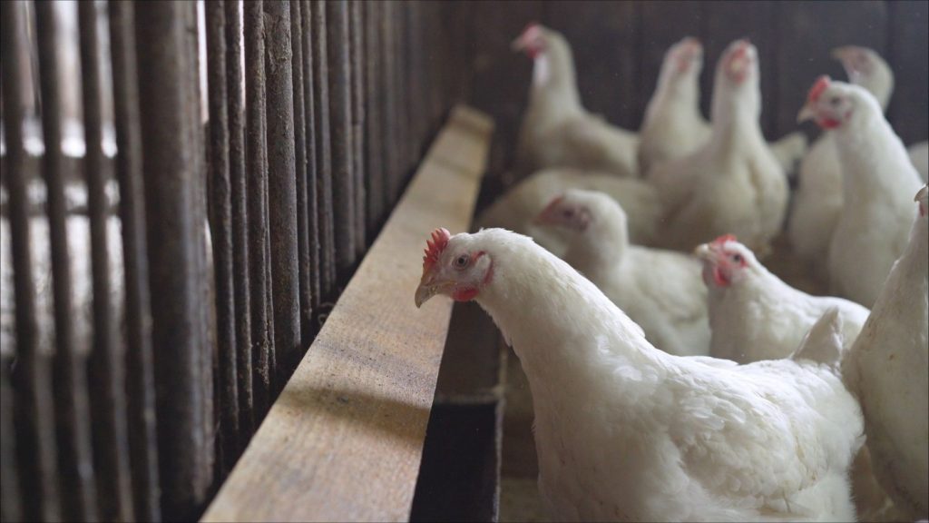 Opinion: Avian influenza outbreak exposes the betrayal of our values