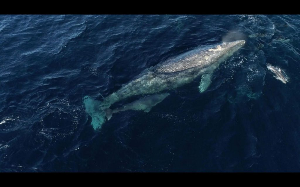 Awaiting the count – gray whales population has been declining