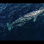 Awaiting the count – gray whales population has been declining