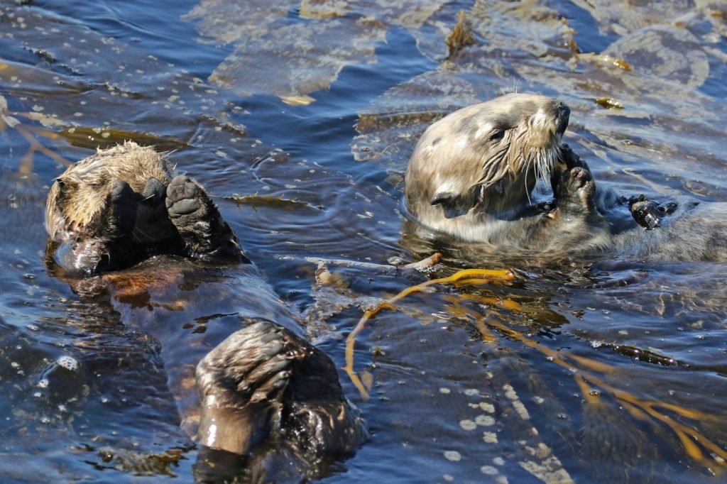 Sea otters helping hold up California’s kelp forest