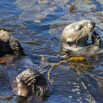 Sea otters helping hold up California’s kelp forest