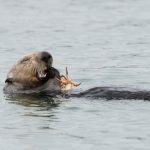 Where California sea otters go, coastal erosion rates slow