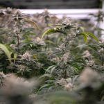 Northern California cannabis grower to pay $750,000 for violating state water, wildlife regulations