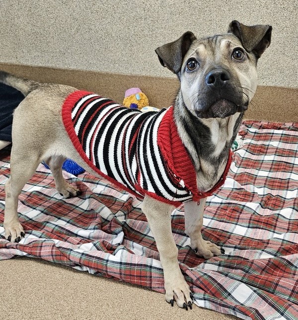 Potential pets put on their game faces for Puppy Bowl