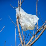 ‘Trader Joe’s policy’: New bill may eliminate plastic bags in California entirely