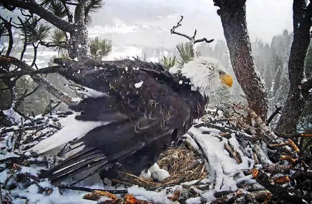 Triplets?! Big Bear eagles welcome 3rd egg of 2024