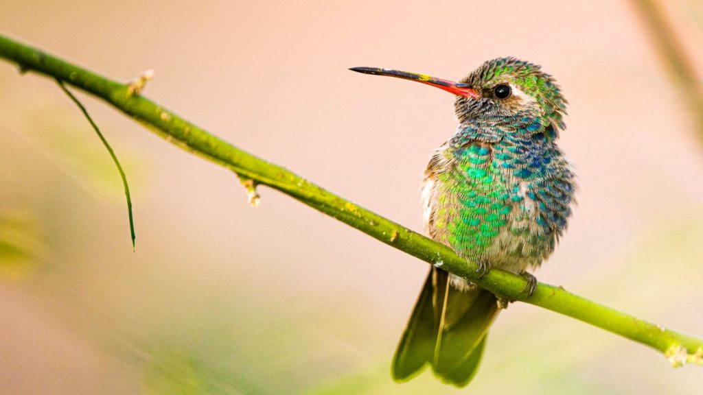 Rare hummingbird turns California family’s new yard into tourist attraction