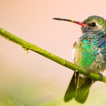 Rare hummingbird turns California family’s new yard into tourist attraction