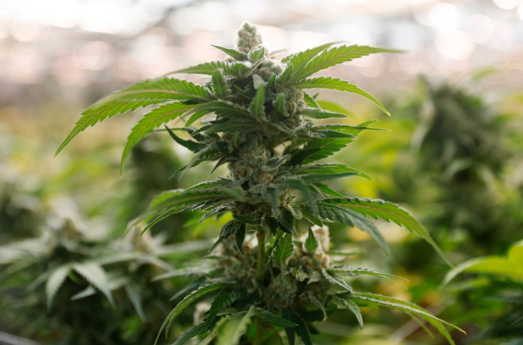 Oakley will increase fines for unlicensed commercial marijuana grows, cannabis sales