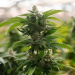 Oakley will increase fines for unlicensed commercial marijuana grows, cannabis sales