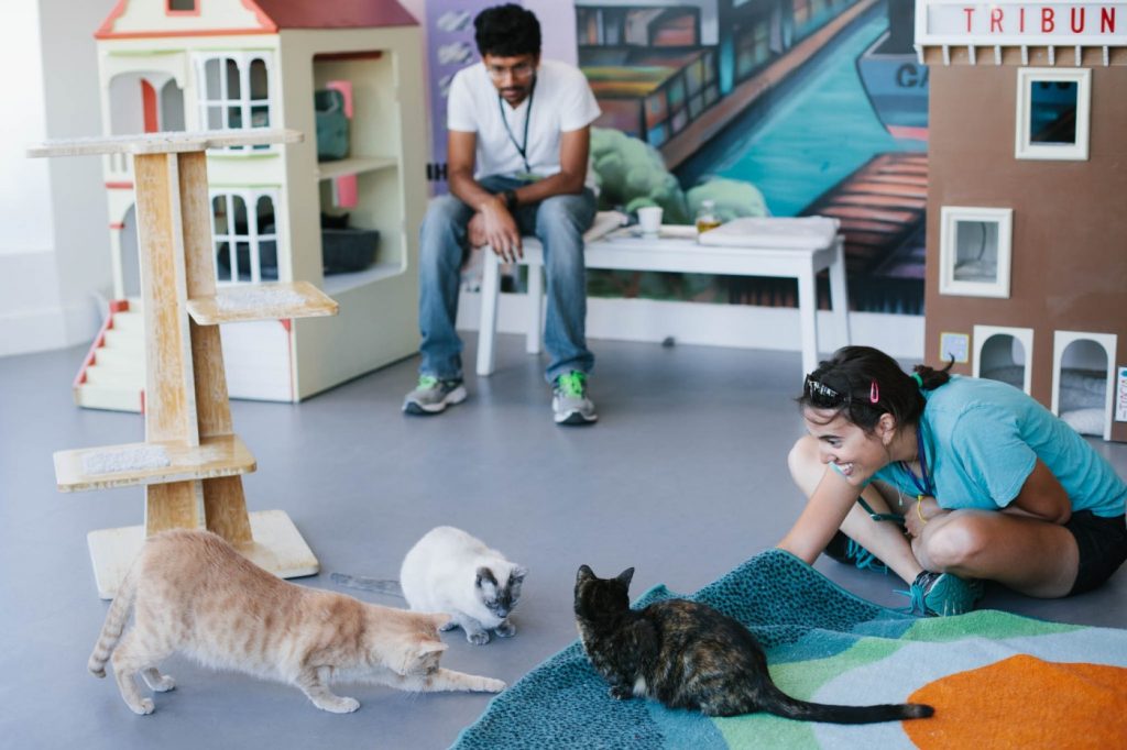 A decade in, the Bay Area’s cat cafe movement is here to stay