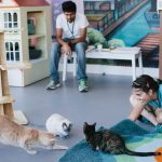 A decade in, the Bay Area’s cat cafe movement is here to stay