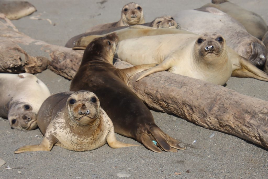 Elephant seals, once nearly extinct, are finding new places to call home