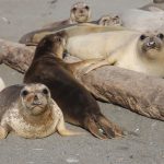 Elephant seals, once nearly extinct, are finding new places to call home