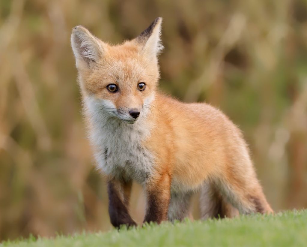 Hanging out with the fantastic golf-course foxes of San Jose