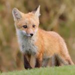 Hanging out with the fantastic golf-course foxes of San Jose