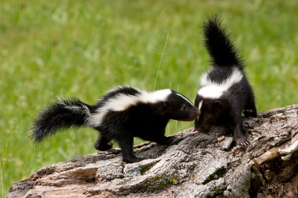 Why is a mellow skunk hanging around a Morgan Hill trail in broad daylight?