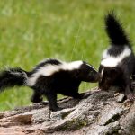 Why is a mellow skunk hanging around a Morgan Hill trail in broad daylight?