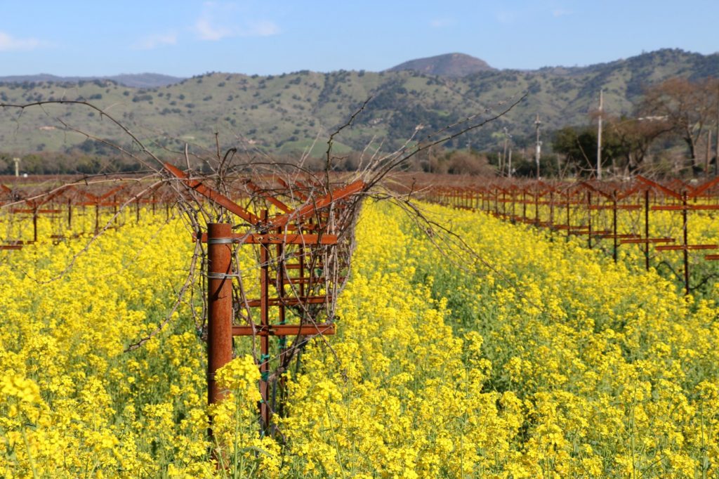 Napa Valley’s mustard season celebrations include wine forays, restaurants and spa treatments